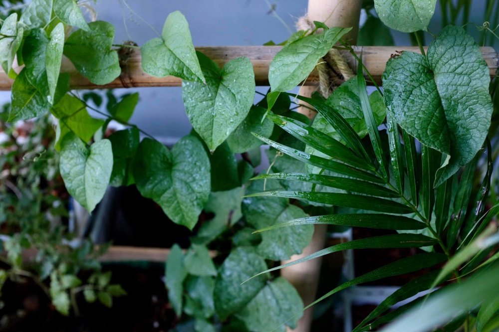 เปลี่ยนระเบียงคอนโดเป็นแปลงผักสวนครัวของคนเมือง