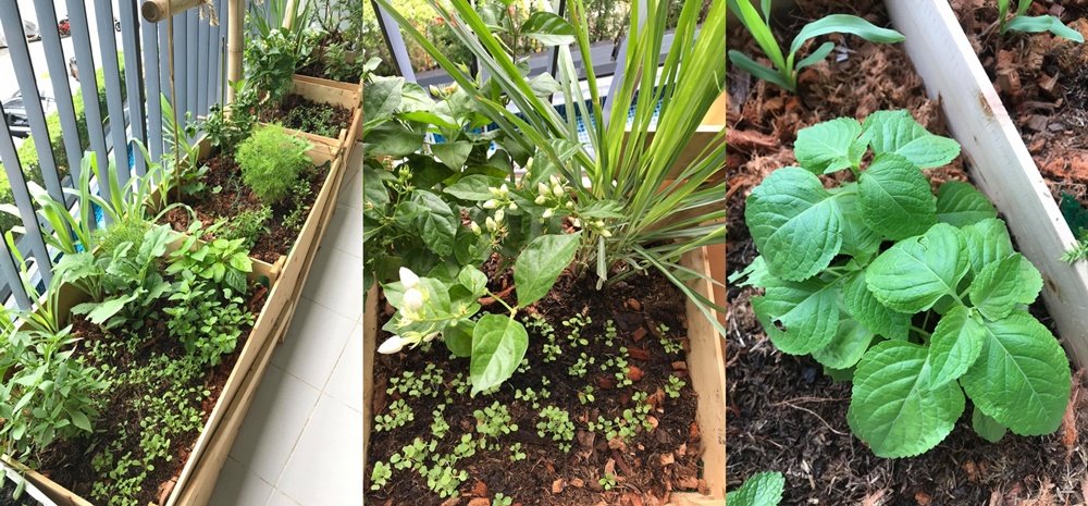 เปลี่ยนระเบียงคอนโดเป็นแปลงผักสวนครัวของคนเมือง