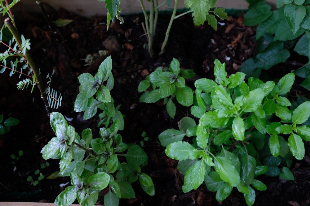 เปลี่ยนระเบียงคอนโดเป็นแปลงผักสวนครัวของคนเมือง