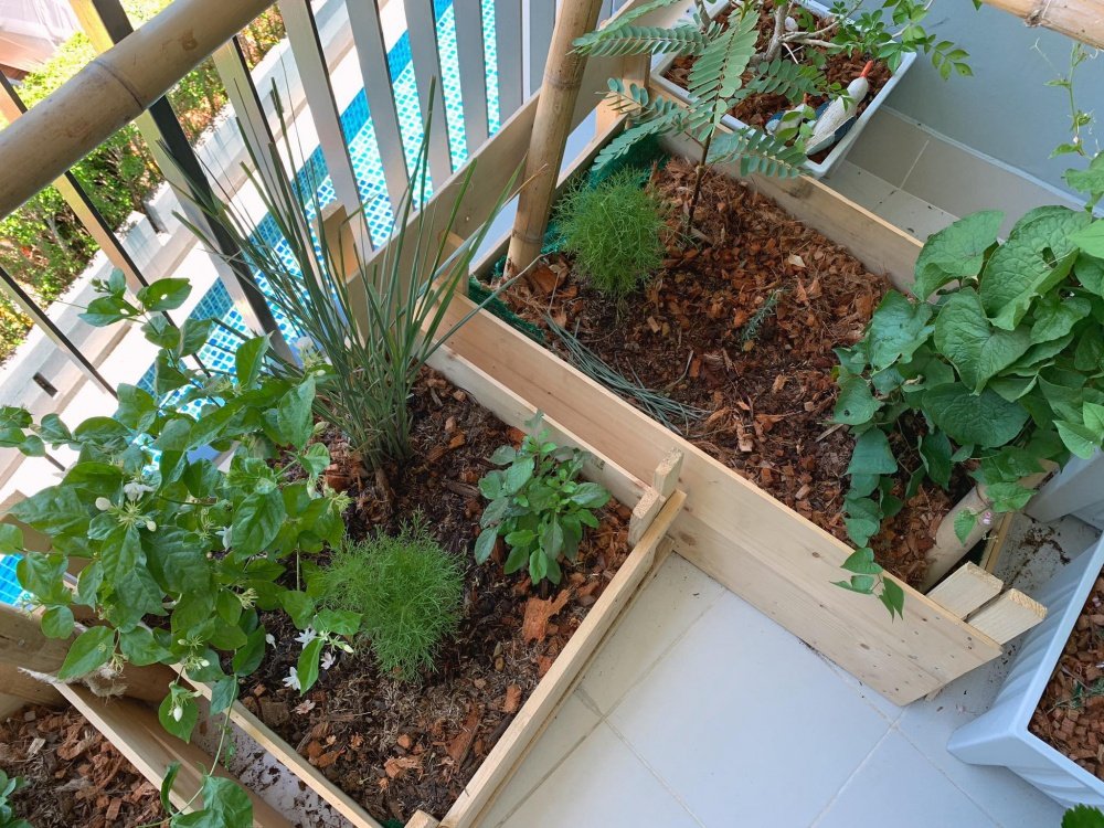 เปลี่ยนระเบียงคอนโดเป็นแปลงผักสวนครัวของคนเมือง