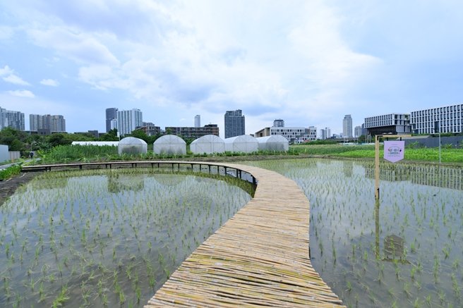 แสนสิริชวนลูกบ้านเปลี่ยนที่ว่างรอบบ้านและในคอนโดฯ เป็นสวนผักทานได้