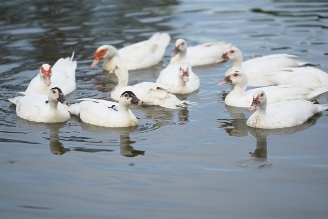 แสนสิริชวนลูกบ้านเปลี่ยนที่ว่างรอบบ้านและในคอนโดฯ เป็นสวนผักทานได้