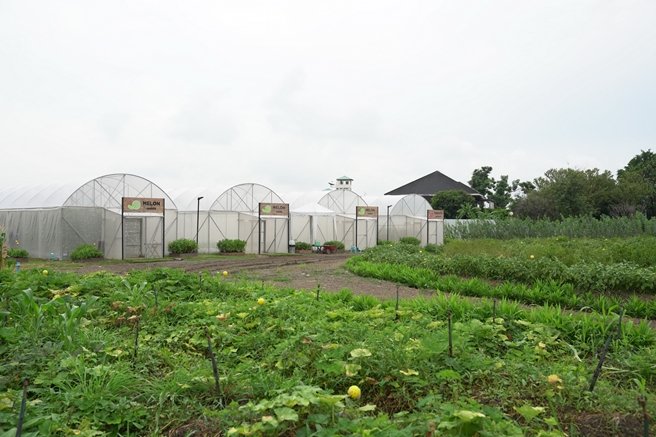 แสนสิริชวนลูกบ้านเปลี่ยนที่ว่างรอบบ้านและในคอนโดฯ เป็นสวนผักทานได้