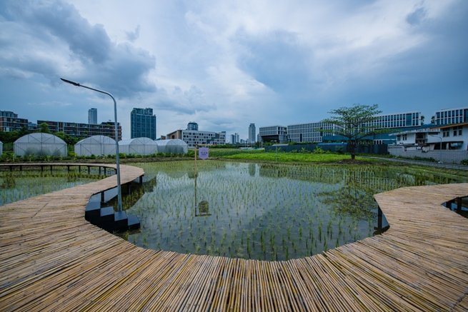 แสนสิริชวนลูกบ้านเปลี่ยนที่ว่างรอบบ้านและในคอนโดฯ เป็นสวนผักทานได้