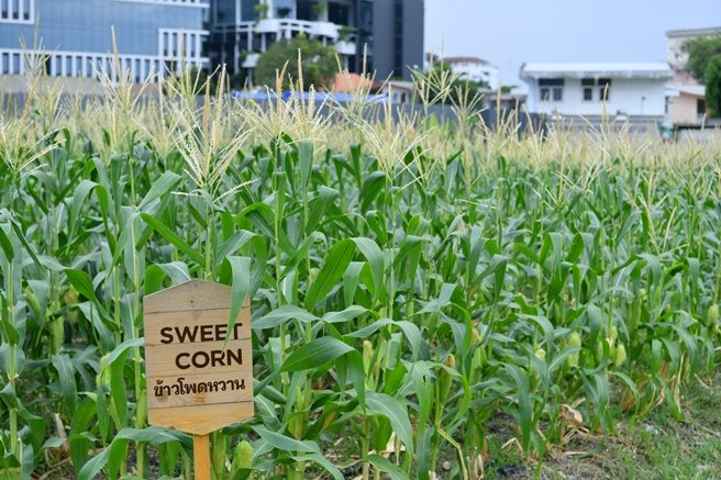 แสนสิริชวนลูกบ้านเปลี่ยนที่ว่างรอบบ้านและในคอนโดฯ เป็นสวนผักทานได้