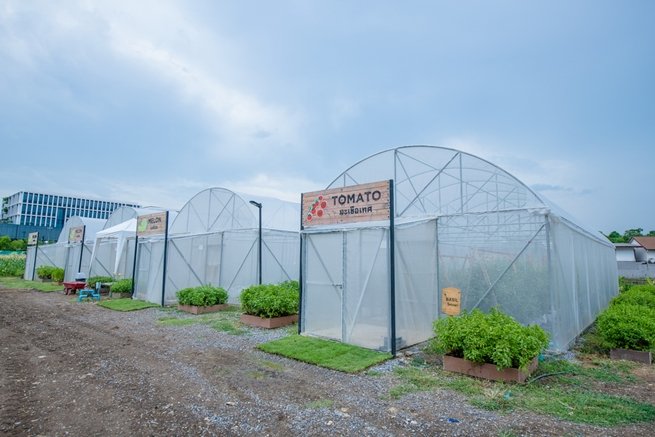 แสนสิริชวนลูกบ้านเปลี่ยนที่ว่างรอบบ้านและในคอนโดฯ เป็นสวนผักทานได้