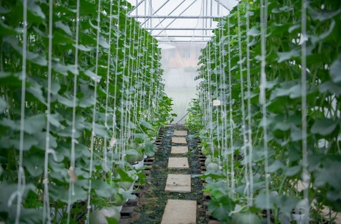 แสนสิริชวนลูกบ้านเปลี่ยนที่ว่างรอบบ้านและในคอนโดฯ เป็นสวนผักทานได้