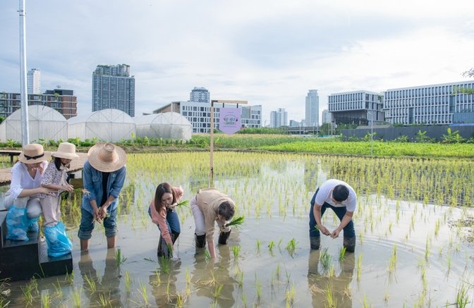 แสนสิริชวนลูกบ้านเปลี่ยนที่ว่างรอบบ้านและในคอนโดฯ เป็นสวนผักทานได้