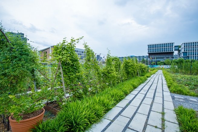 แสนสิริชวนลูกบ้านเปลี่ยนที่ว่างรอบบ้านและในคอนโดฯ เป็นสวนผักทานได้