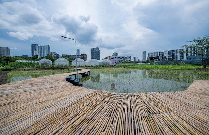 แสนสิริชวนลูกบ้านเปลี่ยนที่ว่างรอบบ้านและในคอนโดฯ เป็นสวนผักทานได้