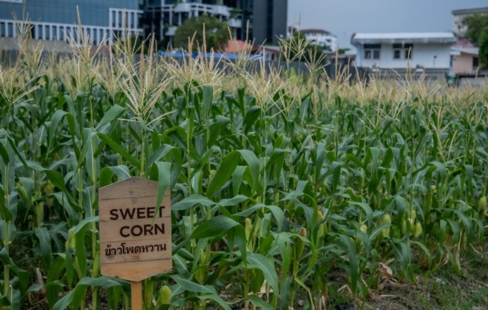 แสนสิริชวนลูกบ้านเปลี่ยนที่ว่างรอบบ้านและในคอนโดฯ เป็นสวนผักทานได้