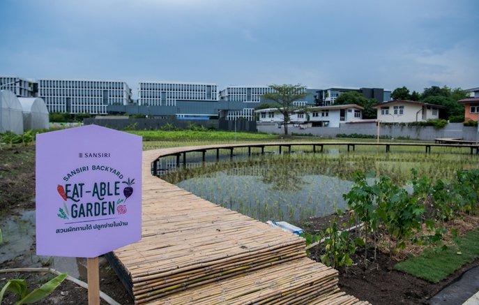 แสนสิริชวนลูกบ้านเปลี่ยนที่ว่างรอบบ้านและในคอนโดฯ เป็นสวนผักทานได้