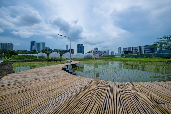 แสนสิริชวนลูกบ้านเปลี่ยนที่ว่างรอบบ้านและในคอนโดฯ เป็นสวนผักทานได้