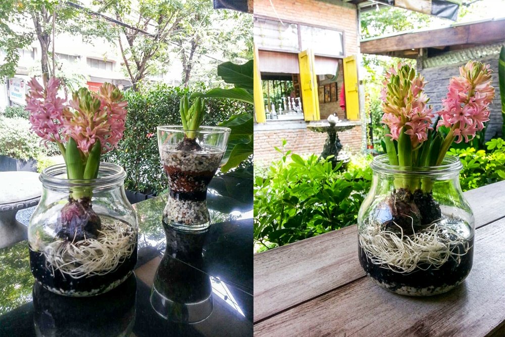 DIY กระถางดอกไม้จากโหลแก้ว เพิ่มความสดชื่นให้บ้านแสนรัก