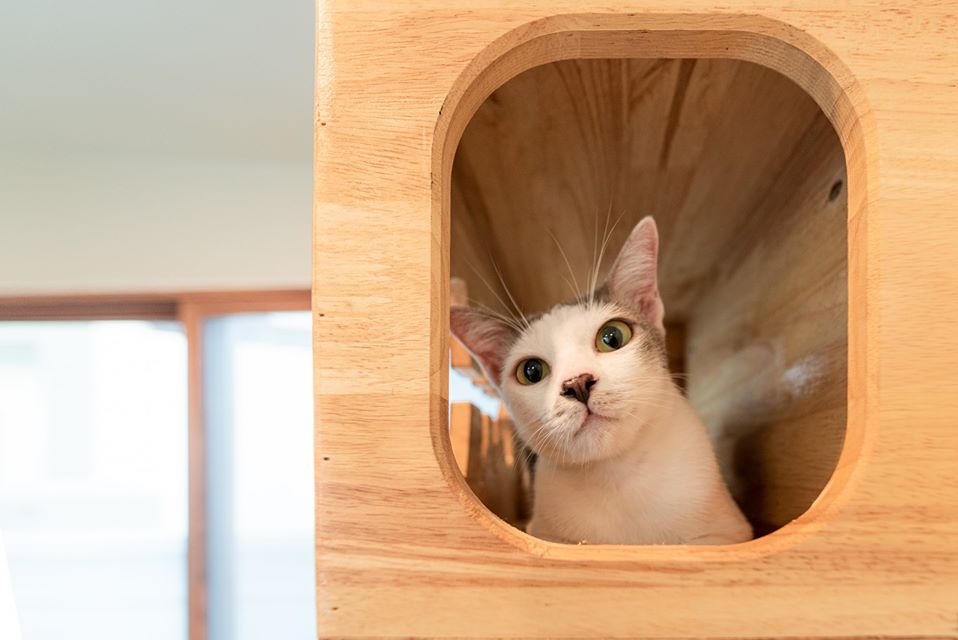 พาชม “บ้านน้องแมว” ดีไซน์เรียบหรูแบบชิคๆ เหมือนยกคาเฟ่แมวมาไว้ในบ้านเอง
