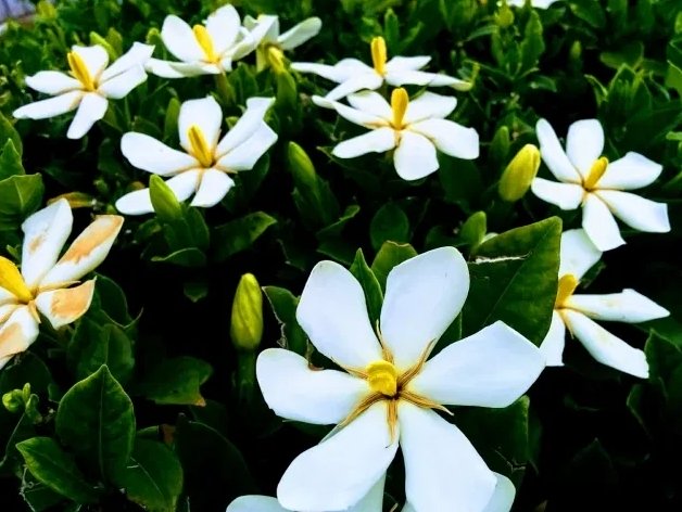 3 ดอกไม้ที่ได้ชื่อว่ามีกลิ่นหอมมากที่สุดในญี่ปุ่น