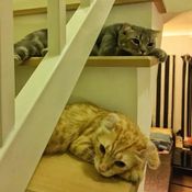 มุมโปรดในบ้าน “แจ๊บ เพ็ญเพ็ชร” พระเอกยุค 90’s และการเป็นทาสแมวตัวจริง