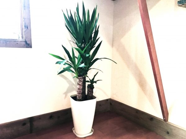 6 ต้นไม้ที่คนญี่ปุ่นนิยมปลูกเพื่อฟอกอากาศในอาคารบ้านเรือน