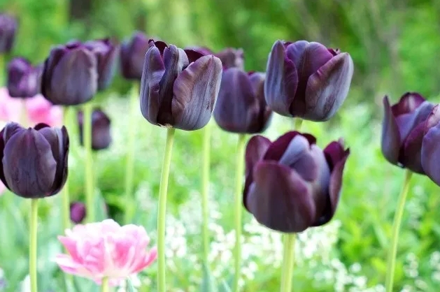 6 ดอกไม้สีดำที่เพิ่มความโดดเด่นให้กับบ้านและแปลงดอกไม้