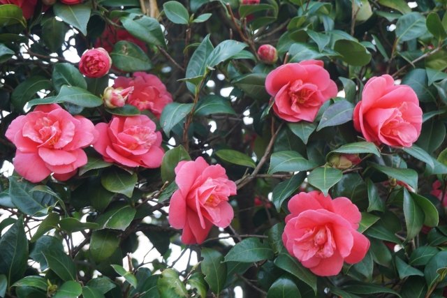 ดอกไม้ที่คนญี่ปุ่นนิยมปลูกไว้ในสวนเพื่อชมความงามในช่วงเดือนกุมภาพันธ์