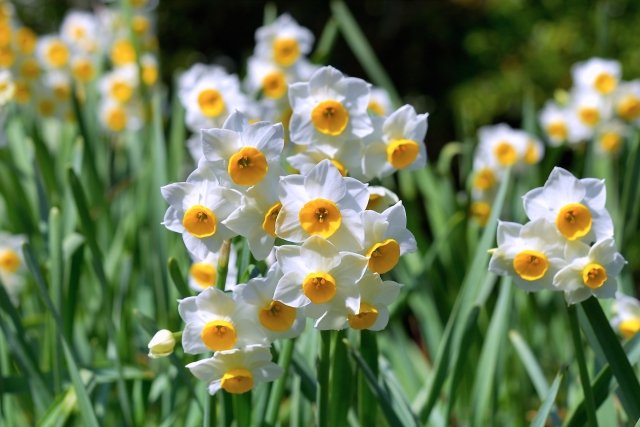 ดอกไม้ที่คนญี่ปุ่นนิยมปลูกไว้ในสวนเพื่อชมความงามในช่วงเดือนกุมภาพันธ์