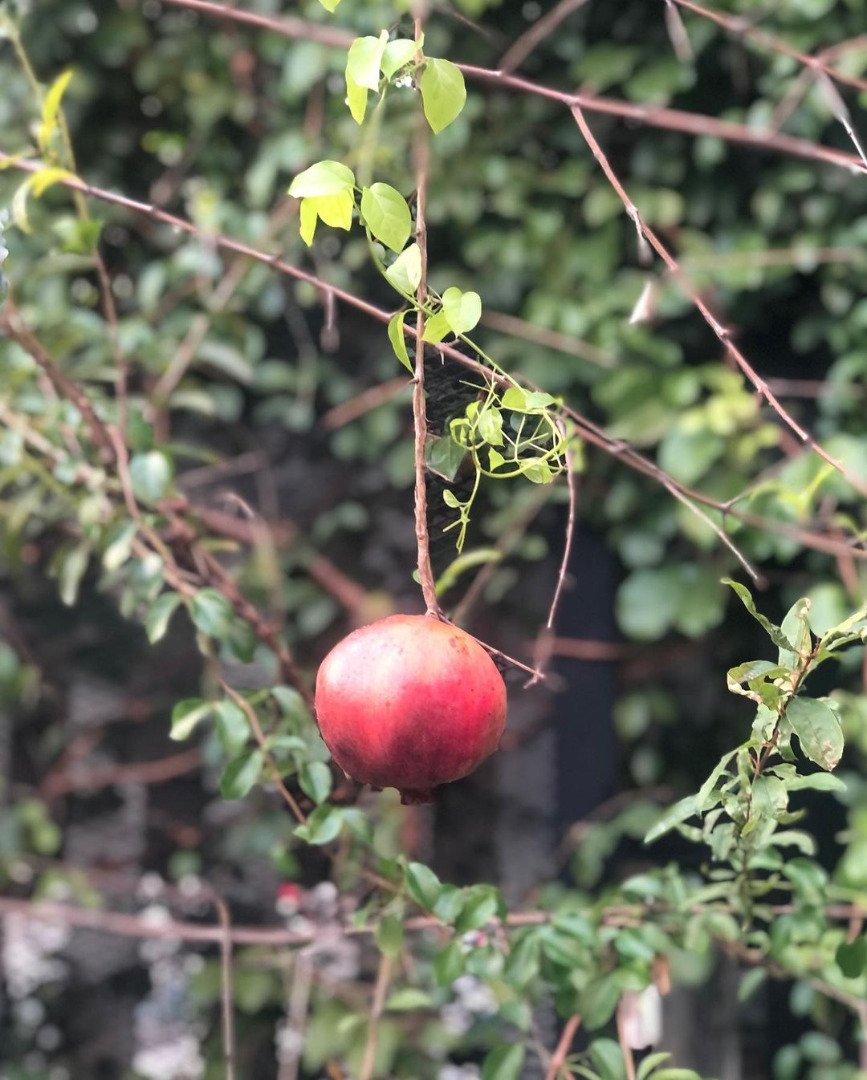 "ท็อป ดารณีนุช" โพสต์ภาพสวนบ้าน "ก้อง ปิยะ" รอดอกเหลืองชัชวาลเบ่งบาน