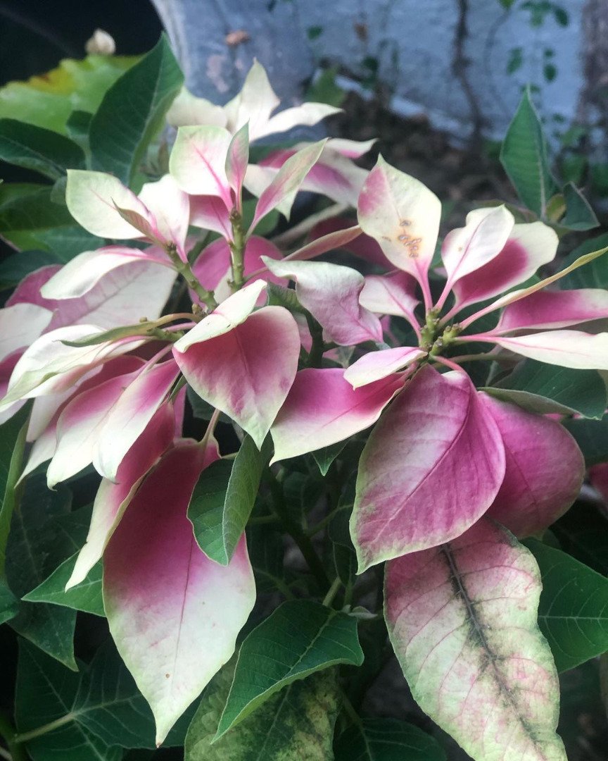 "ท็อป ดารณีนุช" โพสต์ภาพสวนบ้าน "ก้อง ปิยะ" รอดอกเหลืองชัชวาลเบ่งบาน