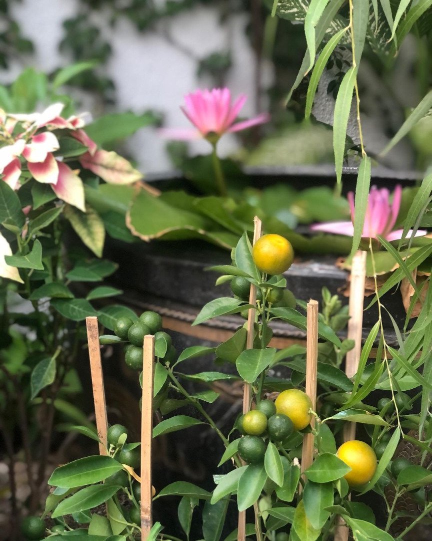 "ท็อป ดารณีนุช" โพสต์ภาพสวนบ้าน "ก้อง ปิยะ" รอดอกเหลืองชัชวาลเบ่งบาน