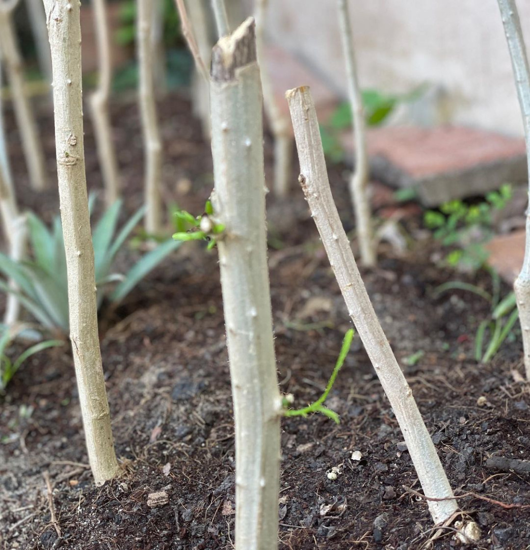 ชีวิตอีกมุมของ "กระเต็น วราภรณ์" ผู้ประกาศข่าว ที่สนใจเรื่องปลูกผัก ดองบ๊วย ทำกิมจิ