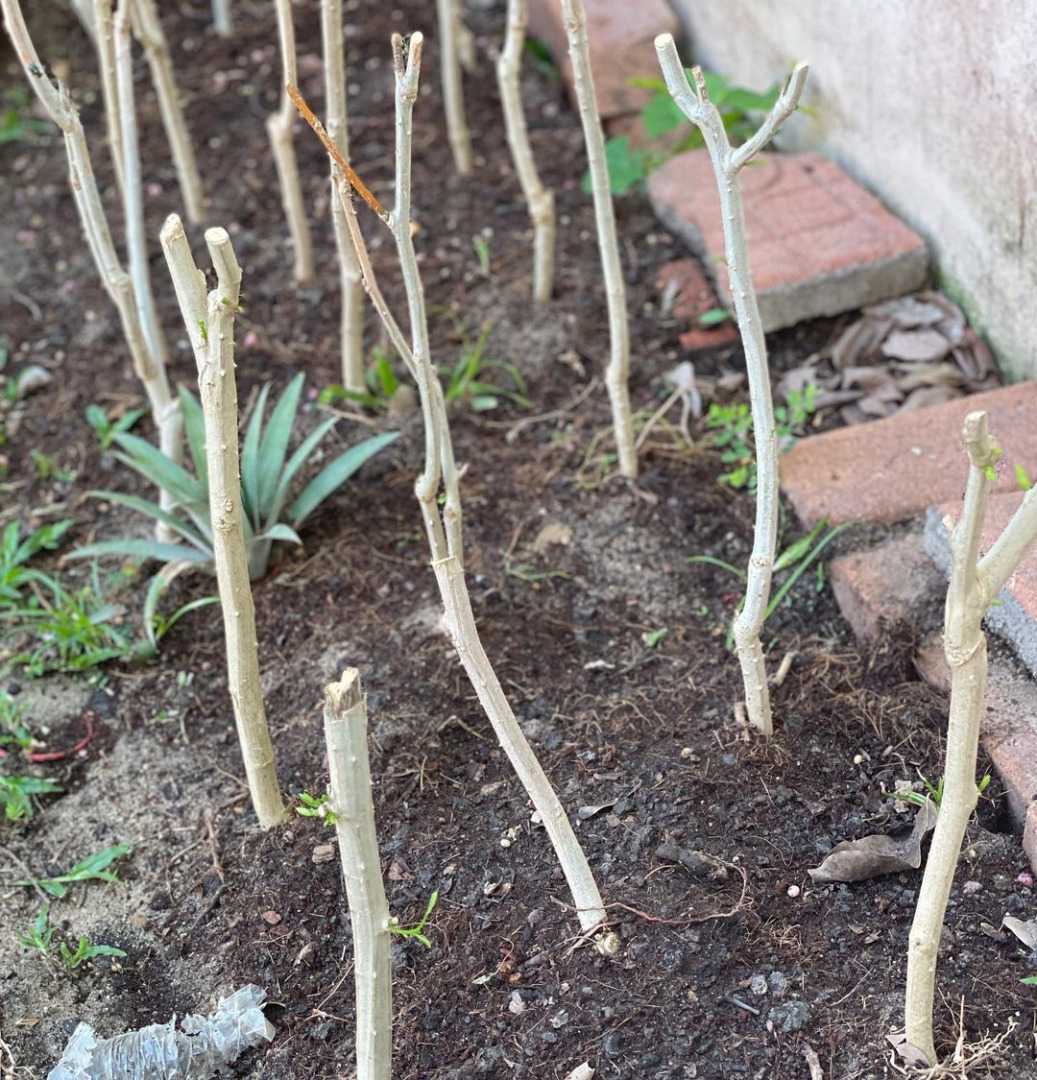 ชีวิตอีกมุมของ "กระเต็น วราภรณ์" ผู้ประกาศข่าว ที่สนใจเรื่องปลูกผัก ดองบ๊วย ทำกิมจิ