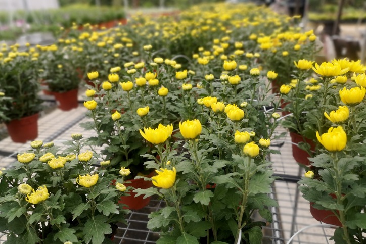 10 ไอเดีย “ต้นไม้ลดความเครียด” ปลูกไว้ในบ้านในช่วง Work from home