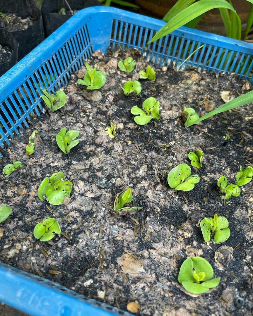 เริ่มแล้ว “เกลือ เป็นต่อ” วางแผนทำ “ฟาร์มอีหลี” พื้นที่เกษตรสำหรับครอบครัว