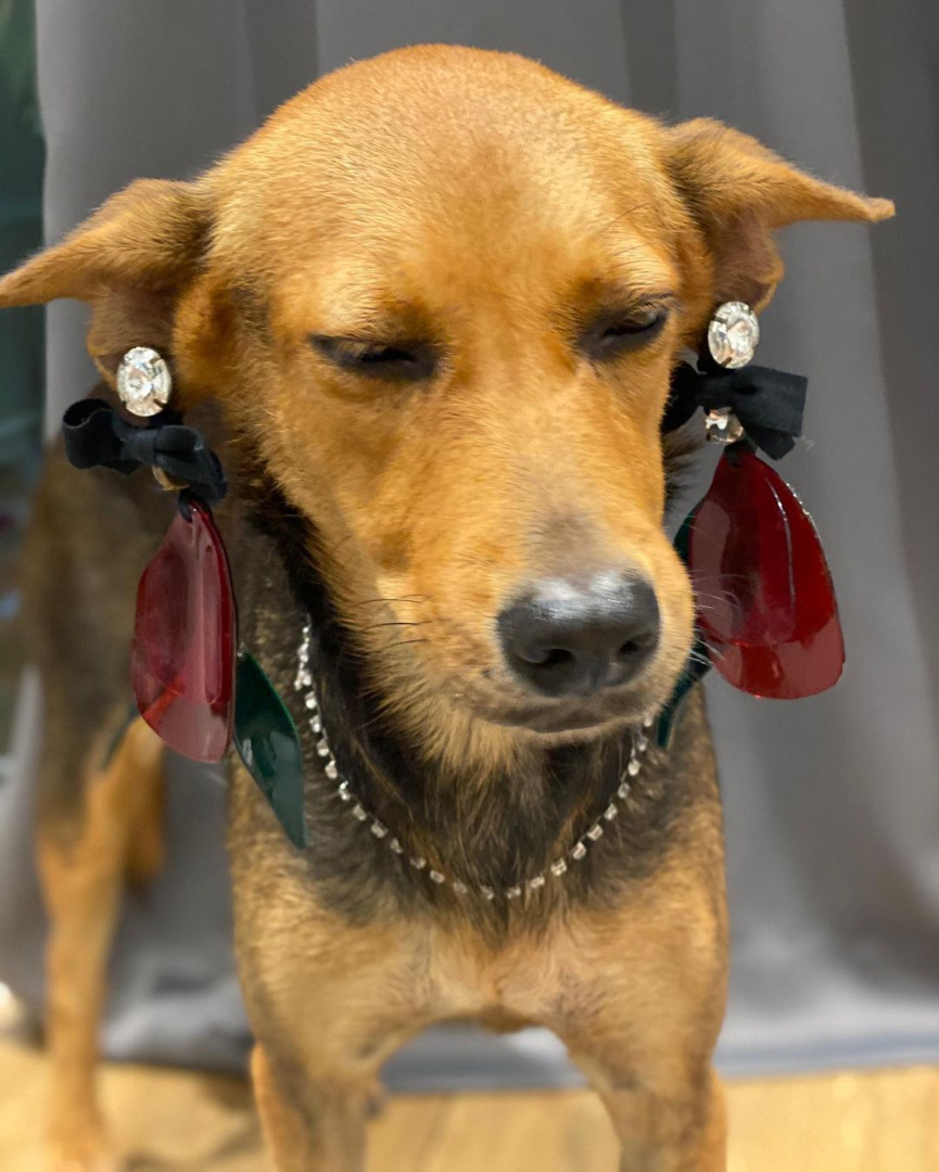 อัปเดตชีวิต “หมูทะ” สุนัขที่เคยถูกหนุ่มเมาอุ้มกลับบ้าน ตอนนี้หรูหราหมาเห่ามาก