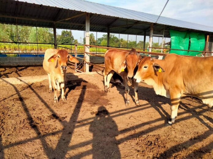 หนุ่มโชว์ผลงาน “โคก-หนอง-นา โมเดล” ออกแบบขุดดินทำเกษตรผสมผสานบนที่ดิน 6 ไร่