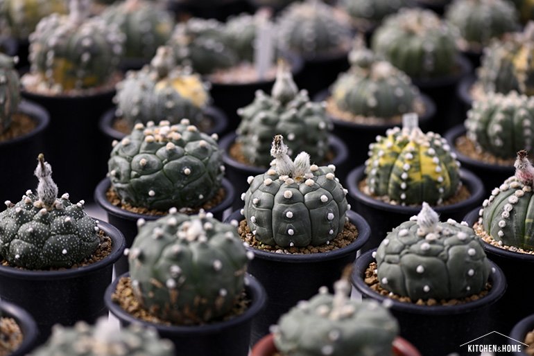 Sandy Cactus สวนกระบองเพชร ที่มีจุดเริ่มต้นมาจากงานอดิเรก