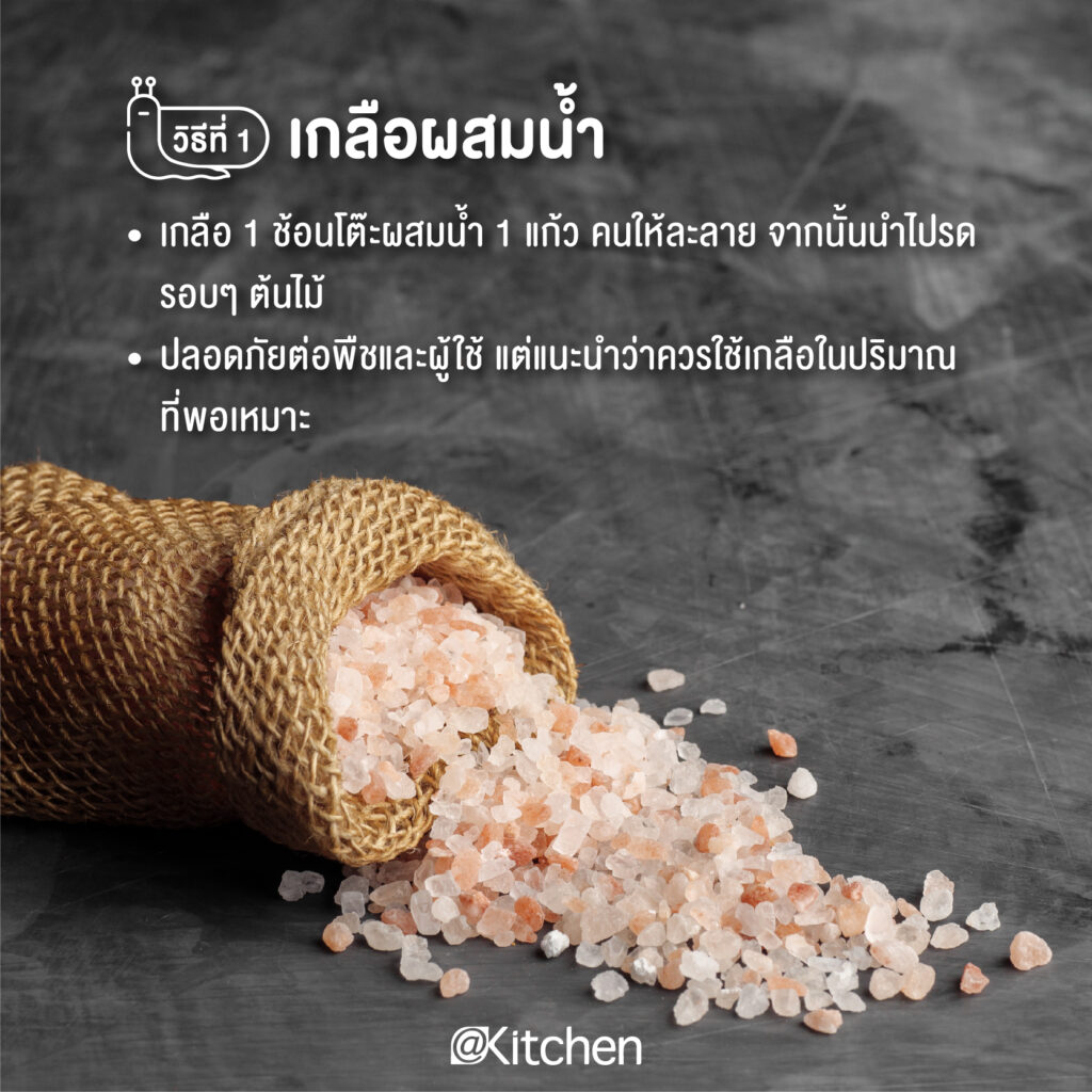 10 วิธีกำจัดหอยทากในช่วงหน้าฝน แบบได้ผลชัวร์ๆ