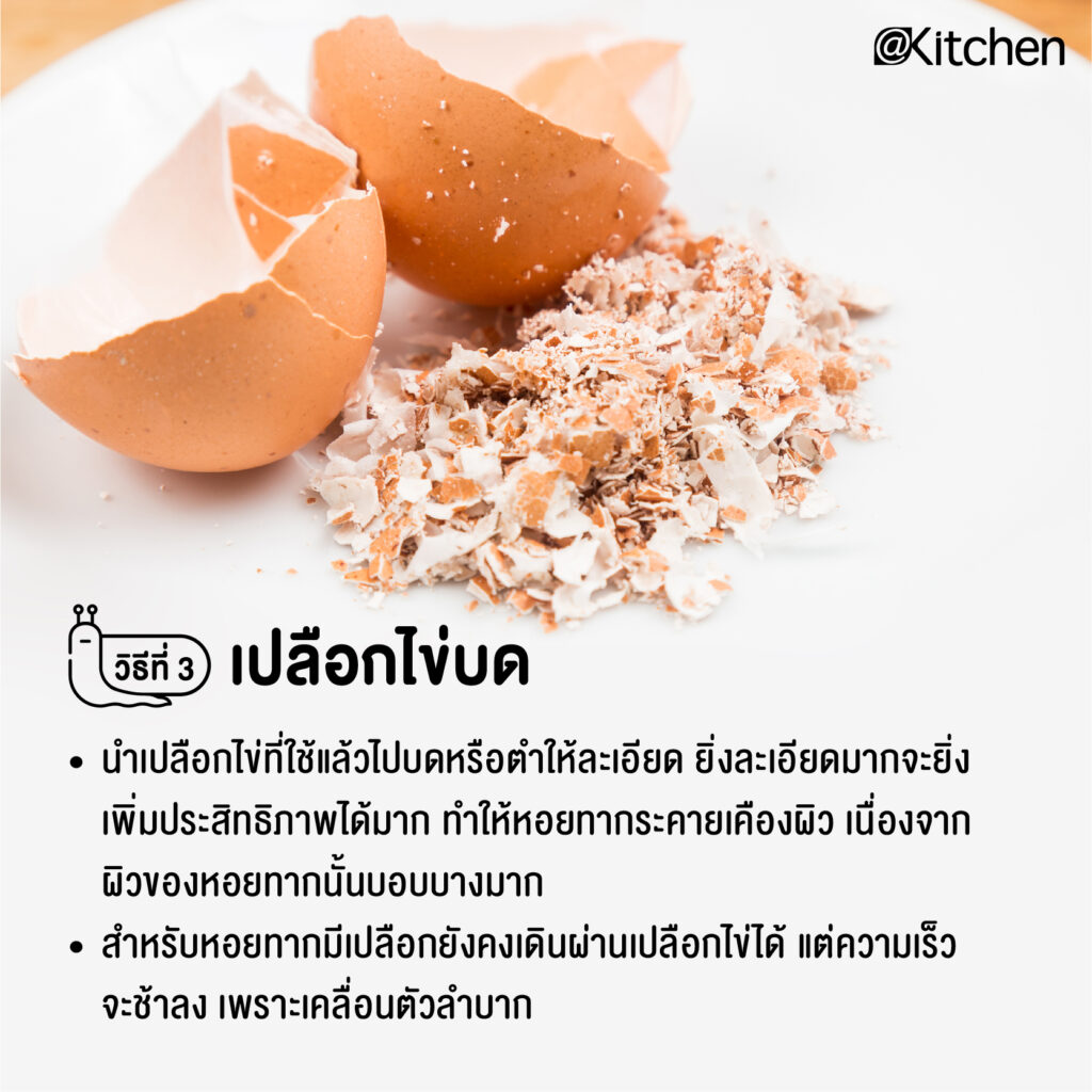 10 วิธีกำจัดหอยทากในช่วงหน้าฝน แบบได้ผลชัวร์ๆ