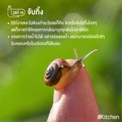 10 วิธีกำจัดหอยทากในช่วงหน้าฝน แบบได้ผลชัวร์ๆ