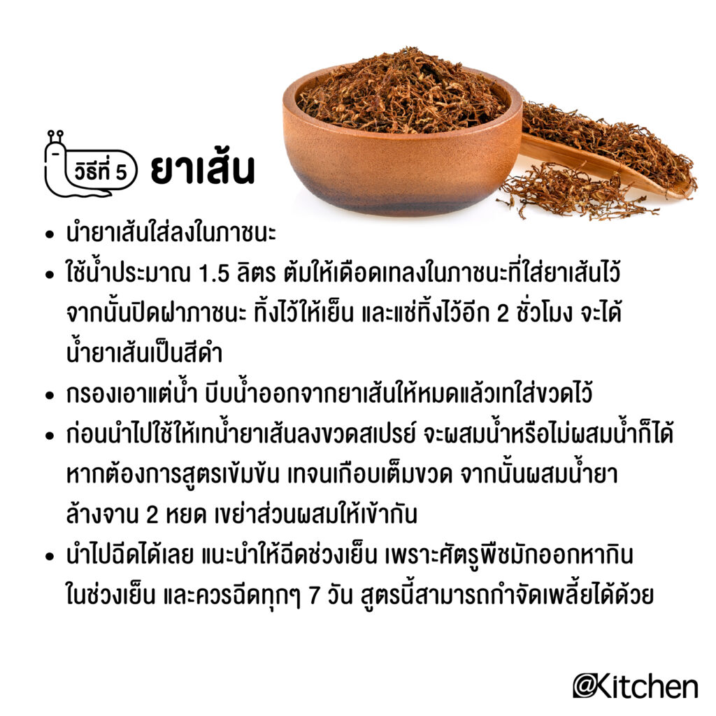 10 วิธีกำจัดหอยทากในช่วงหน้าฝน แบบได้ผลชัวร์ๆ