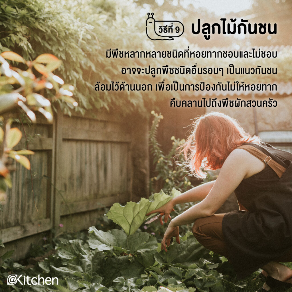 10 วิธีกำจัดหอยทากในช่วงหน้าฝน แบบได้ผลชัวร์ๆ