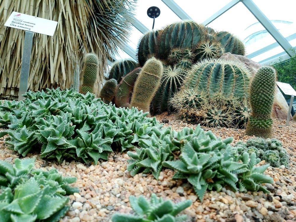 Desert Garden จัดสวนกระบองเพชรแบบเมืองร้อน