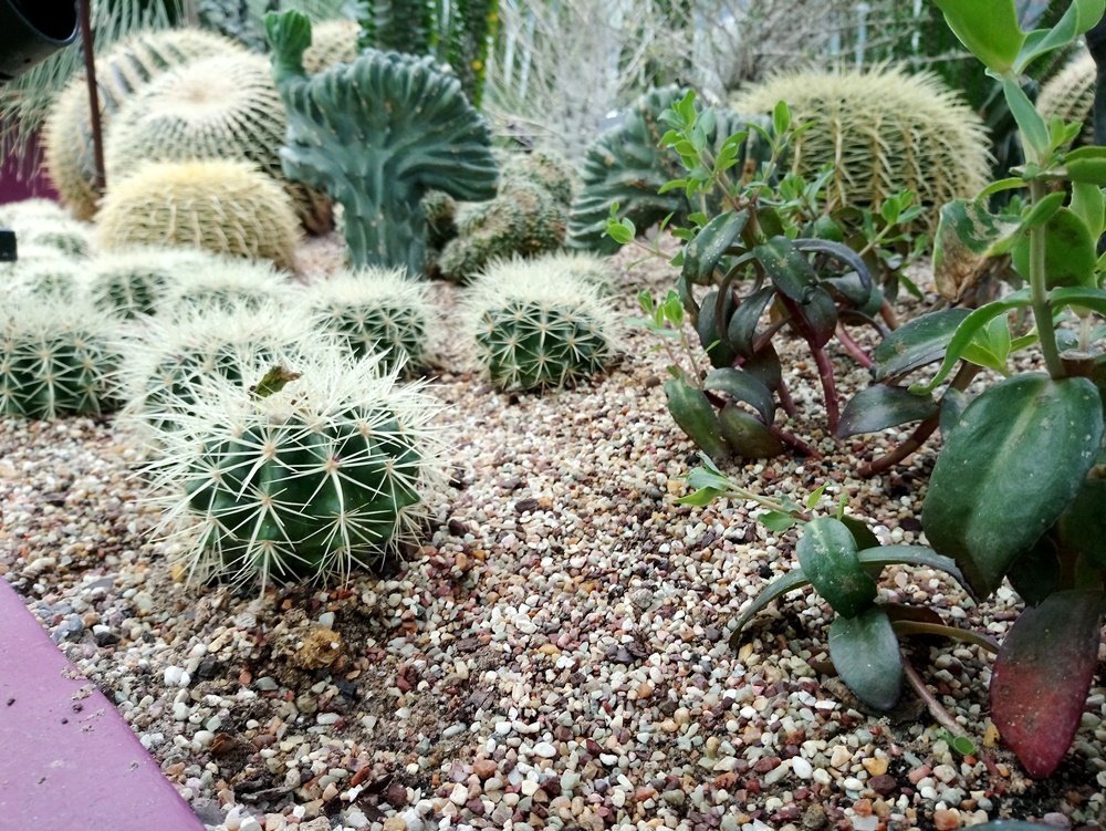 Desert Garden จัดสวนกระบองเพชรแบบเมืองร้อน