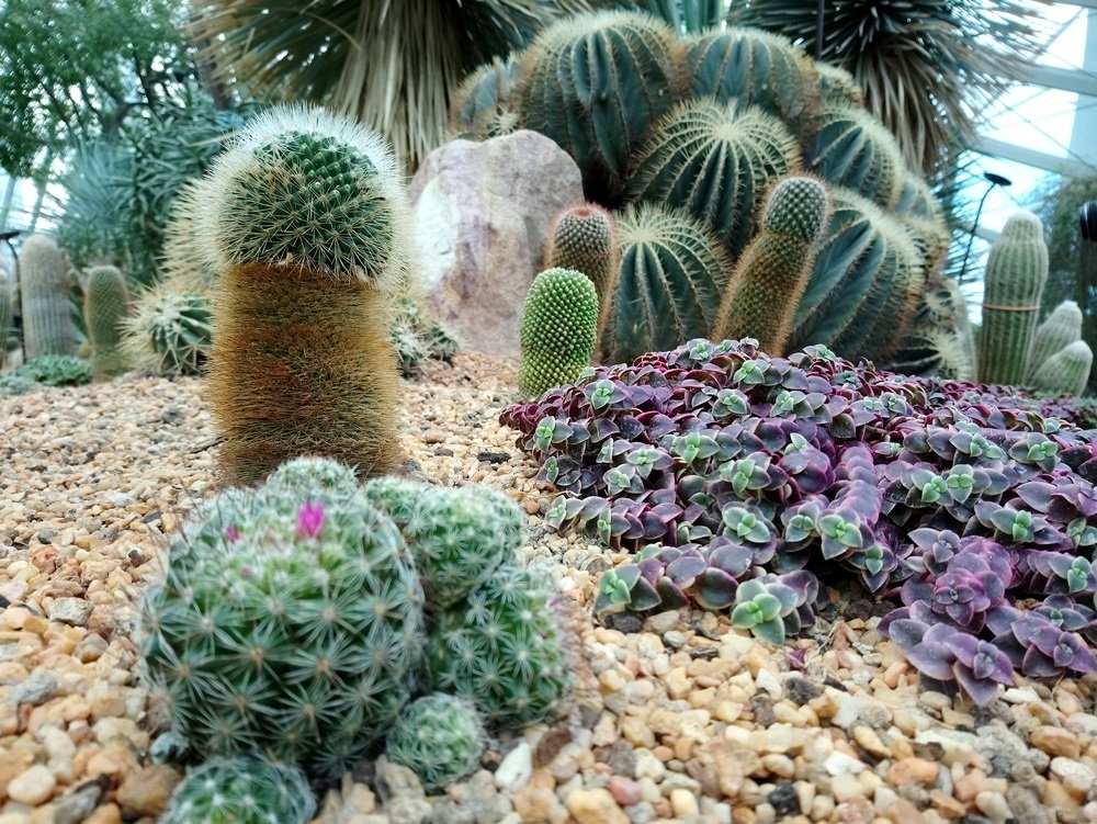 Desert Garden จัดสวนกระบองเพชรแบบเมืองร้อน
