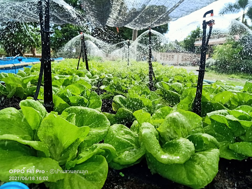 สดใสสุดในซอย สาวโพสต์ใช้ตะกร้าพลาสติกคลุมกล้าผักแทนสแลน