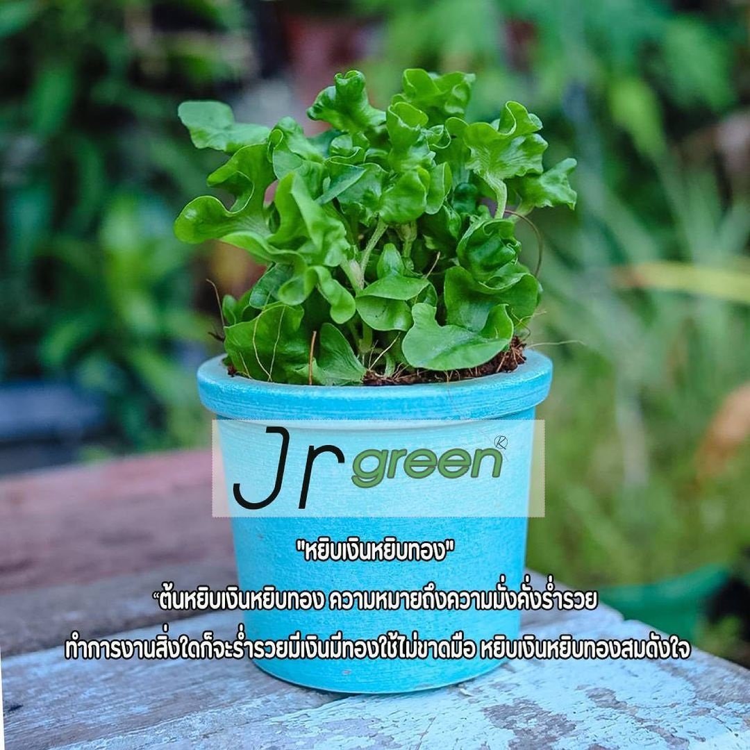 JRgreen สวนผักปลอดสารของ "จตุรงค์ มกจ๊ก" เตรียมพบกันเร็วๆ นี้