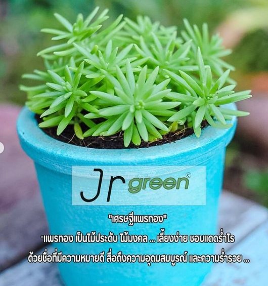 JRgreen สวนผักปลอดสารของ "จตุรงค์ มกจ๊ก" เตรียมพบกันเร็วๆ นี้