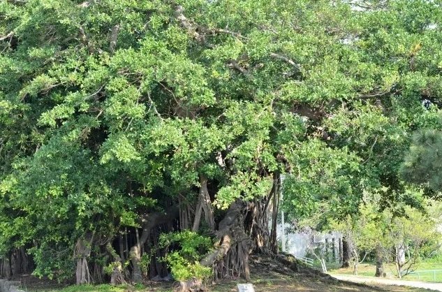 ต้นไม้ที่คนญี่ปุ่นเชื่อว่าช่วยเสริมฮวงจุ้ยด้านการเงิน