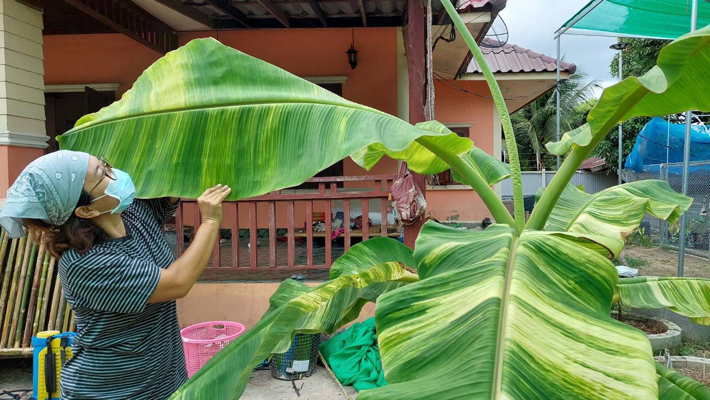 "กล้วยด่างเงินล้าน" อีกหนึ่งอาชีพเสริมของพยาบาลสาว จังหวัดมุกดาหาร