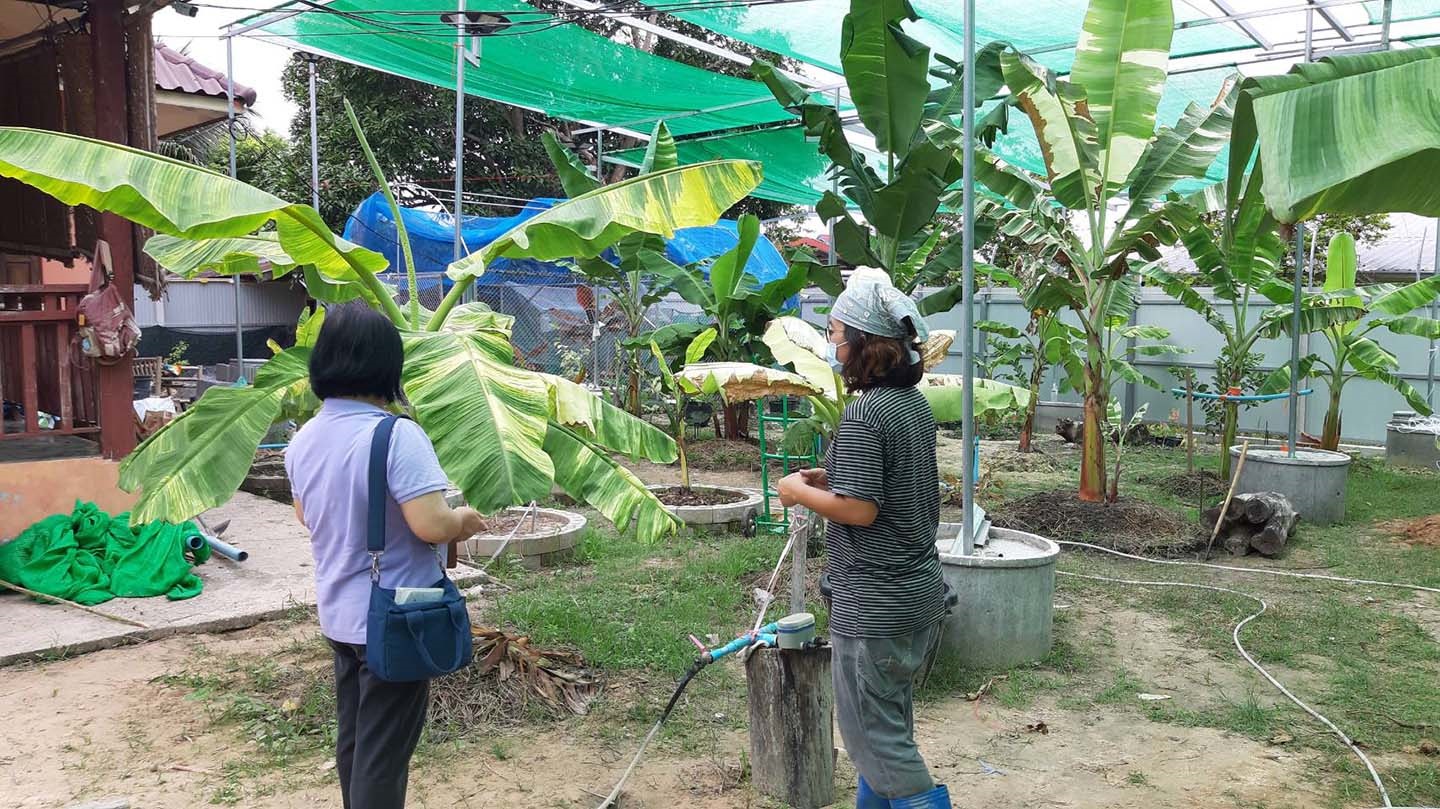 "กล้วยด่างเงินล้าน" อีกหนึ่งอาชีพเสริมของพยาบาลสาว จังหวัดมุกดาหาร