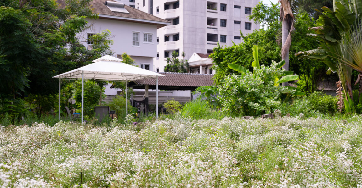 Mini Flower Field ทุ่งดอกไม้ในสวนหลังบ้าน